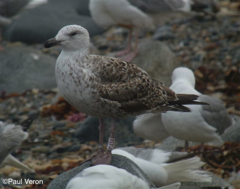 Gulls Cr birding